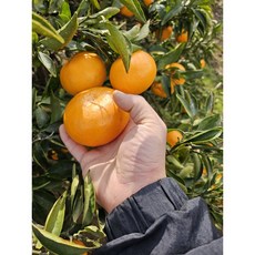 못난이과일 TOP01