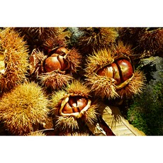 24년 햇밤 공주밤 공주알밤 공주맛밤, 공주햇밤 2KG(대/개당16-24G), 1개