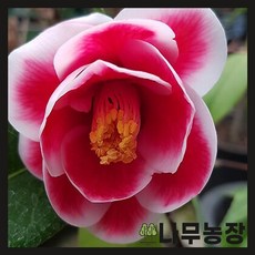 동백나무