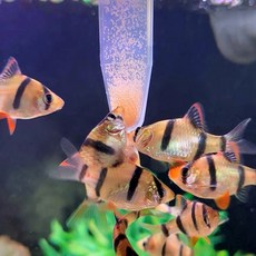 물고기 자동 사료 먹이 급여기 공급기 소금물 새우 계란 붉은 벌레 깔때기 컵 수족관 베타, 2)a set