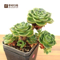 //상품명