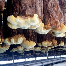 상황버섯재배기술누구나습득할수있다