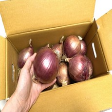 국내산 무농약 함평 자색양파 / 양파즙 효능 보관 김치 피클, 1박스, 3kg 12과 내외