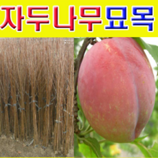 바늘나무두그루카시트