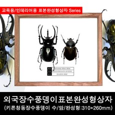 외국장수풍뎅이표본완성형상자310mmx260mm