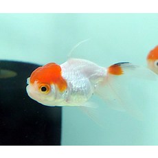 금붕어 단정 5cm-6cm(1마리), 랜덤