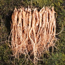 금산인삼 수삼 삼계삼중 무료세척 튀김용 삼계용 업소용 750g 40~60뿌리, 흙 묻은채 배송