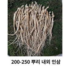 인삼 삼계용인삼 삼계탕인삼 갈비탕인삼 ...