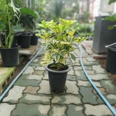 무늬홍콩야자 중대품 관엽식물 40~60cm 149