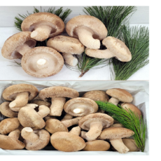 송화 송고 송향버섯 가정용(업소용)1KG, 일반형(실속)500g