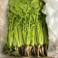 살짝 매콤하고 시원한 풍미 산지직송 국내산 어린열무, 1박스, 4kg