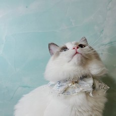 루이독선드레스