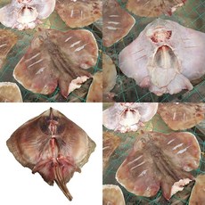 간자미