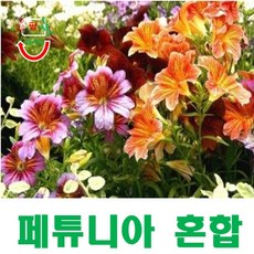 (희귀씨앗) 색상이 아름다운 페튜니아 혼합 씨앗 50립