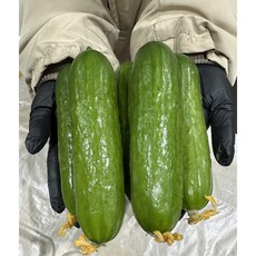 피콜리노 미니오이 꼬마오이 1kg/2kg, 1개, 2kg(16~20개)