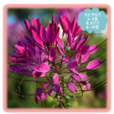 큰해오라비난초