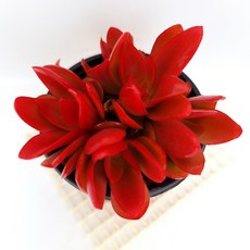 화제 다육이 붉은 꽃으로 커가는 다유기 랜덤식물130, 단품, 1개