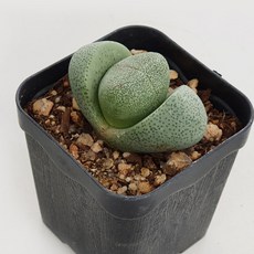 고무신다육정원