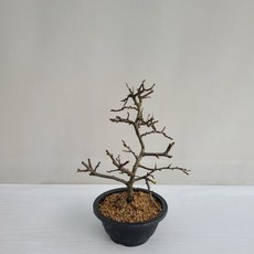 온누리농원 백장수매화 공기정화식물 반려식물