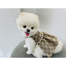데이지꼼