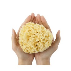 라그랑해면