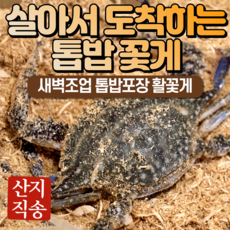 24년 가을 숫꽃게 암꽃게 활 생물 톱밥 꽃게, 1박스, 2kg