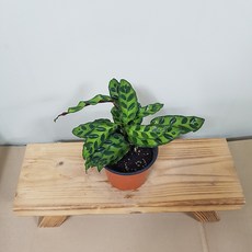 마란타