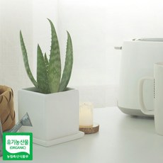 식용알로에화분