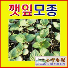 깻잎모종