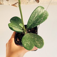 희귀호야