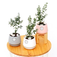 삼색세라믹 인테리어 화분 공기정화식물 집들이선물, 유칼립투스, 삼색세라믹 핑크