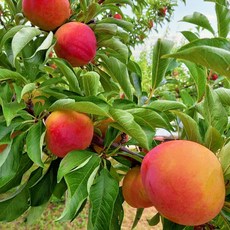 후무사자두-추천-상품