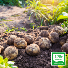 유기농당근20kg