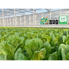 GAP인증 팜마실 당일수확 프리미엄 유러피안 샐러드상추 로메인 버터헤드 바타비아 크리스탈 쌈채소 4종 농가직배송, 1개, 1kg