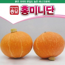 단호박 종자 홍미니단 10 립 씨앗 종묘 모종, 1개, 상세페이지 참조, 상세페이지 참조