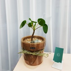 셀레네 필레아 페페로미오이데스 화분