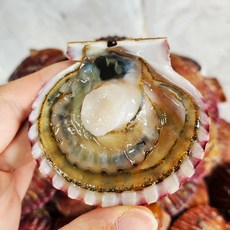 세종수산 고성가리비(홍가리비) 1kg