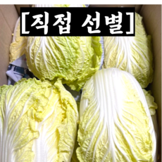 [산지직송] 싱싱한 국내산 알배추 2통 4통 6통 / 알배기배추 배추 쌈배추 양배추 알배기 알배추쌈배추 알배추쌈 쌈배추알베기 통배추 해남통배추 알배추6통 알배추12통 얼갈이배추, 1개