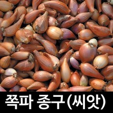 쪽파모종