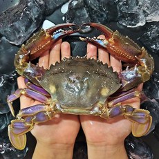 청용호 신안 급냉 숫돌게(대)2kg(9~12미내외), 1개