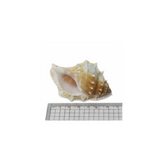 뚱소라 [소] [약4~6cm], 단품, 1개