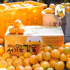 알동네 제주도 하우스 감귤 1kg 2kg 3kg 5kg 로얄과 소과 중과 타이벡귤 노지귤 고당도귤 제철과일 선물, 1박스, 감귤1kg소과 ★2개구매시 2.5kg발송