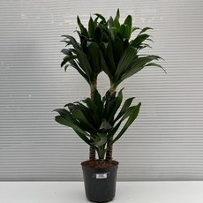 드라세나콤팩타