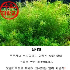 셰퍼벨라