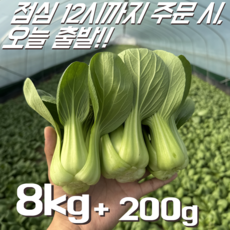 [꿀야채 청경채] 물 좋은 철원 산지직송 청경채, 1개, 8kg