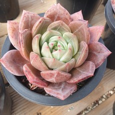 [수암다육] 퍼플샴페인 랜덤발송 Echeveria 'Purple Champagne' 다육 다육이 다육식물 국민다육 다육이키우기, 1개