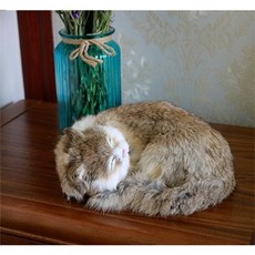 고양이파는사람