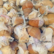 포항 연안 활 백고동 백골뱅이 소 1kg 35-45미 내외, 1개