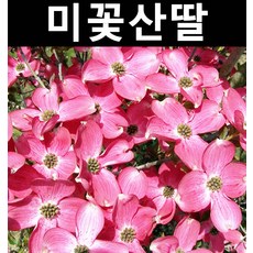 미꽃산딸(체로키치프) 적색꽃 접1년(특) 뿌리 5개/나무 묘목/활엽수/정원용