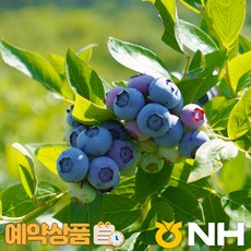 지리산농협하나로마트-고랭지 무농약 친환경 블루베리(6월20일 이후부터 순차발송)